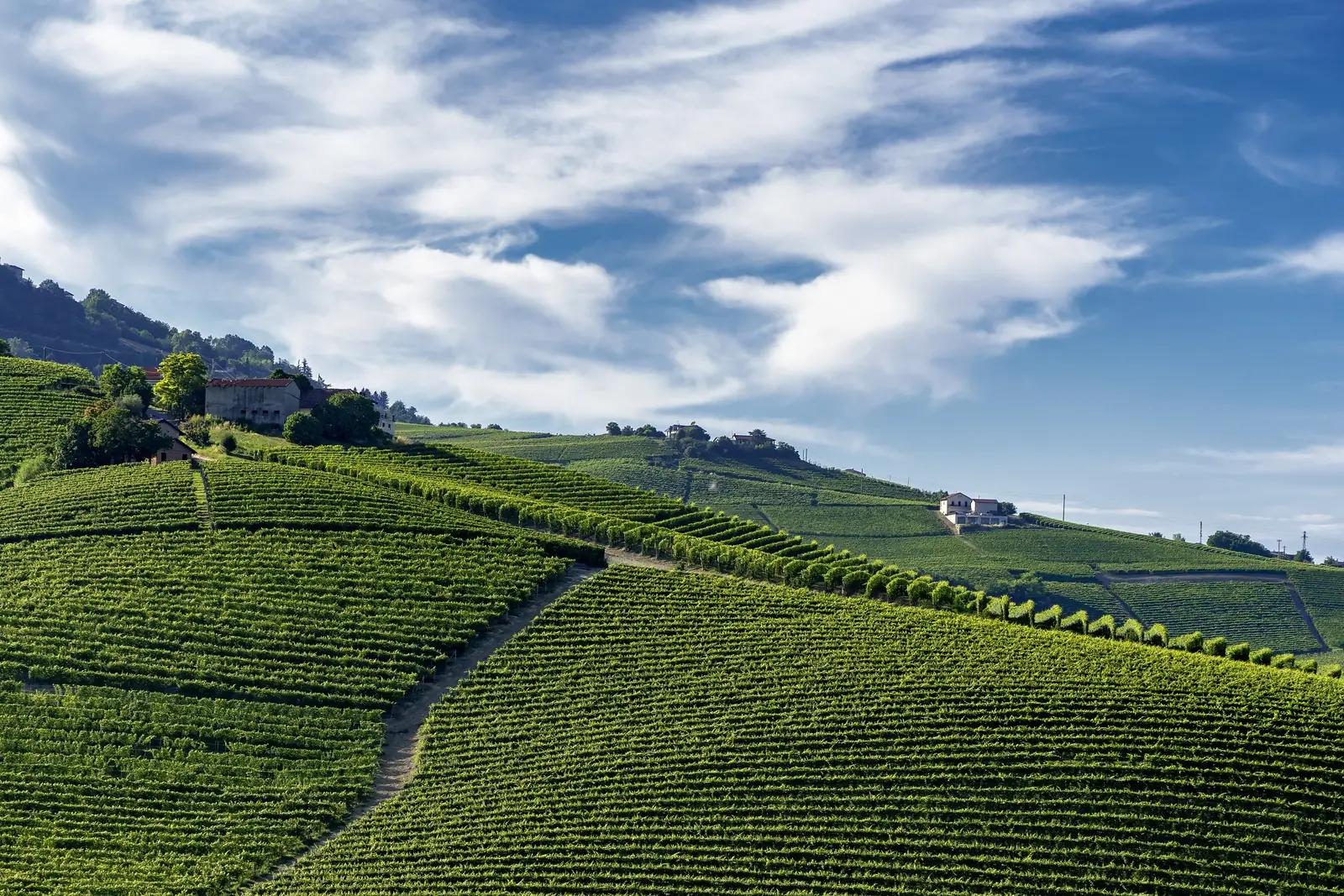 Le colline della Langa coltivate a filari, con le cascine sul crinale