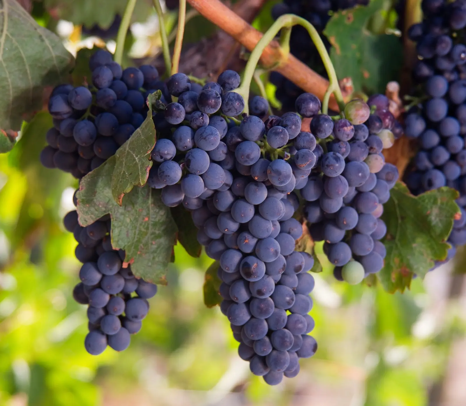 Grappoli maturi tra le foglie, poco prima della vendemmia