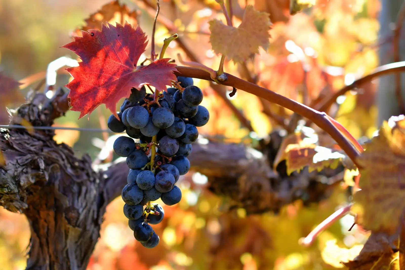 Un grappolo di uva nera con una foglia rossa, in autunno